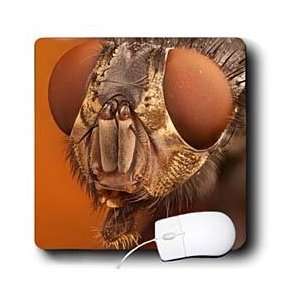     Calliphora vicina or blue bottle fly   Mouse Pads Electronics