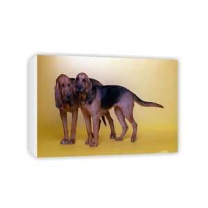  Big Dogs   Canvas   Medium   30x45cm