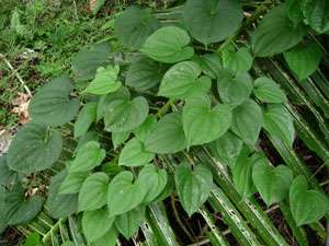 Bulb DIOSCOREA ALATA Lesser Yam Plant for Cooking + Phytosanitary 