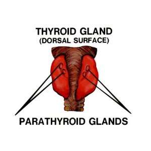 Thyroid Parathyroid Glands Anterior Graphics Labeled Photographic 