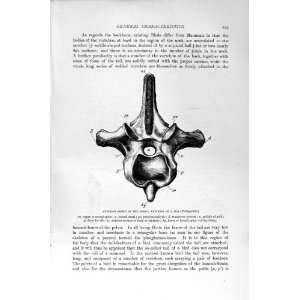   HISTORY 1894 95 DORSAL VERTEBRA MOA BONES BIRDS