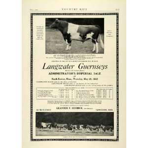   Gurnsey Dairy Cow Cattle Livestock Breeders   Original Print Ad