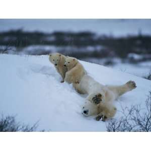 Polar Bear Cubs Sit Calmly as Their Mother Stretches 