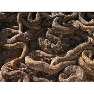 Mass of Live Diamondback Rattlesnakes Photographers Photographic 