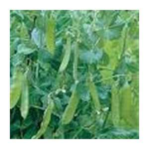   Sugar Pod Pea   1/4lb. Bulk Vegetable Seed Patio, Lawn & Garden