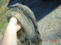 Grey fox pelt tanned w 4 ft. Gray fur skin trapper hide  