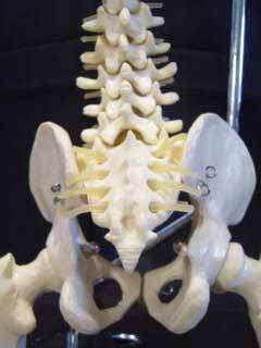 Anatomical Desk size Vertebral Column Model, Spine  