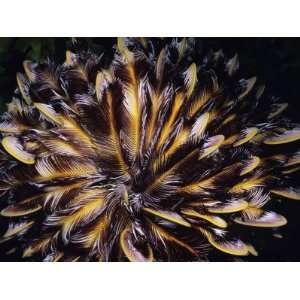 Close Up Ocean View of Aquatic Plant with Long Branching Feather Like 