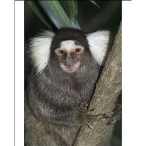 Common / Cotton eared / White eared MARMOSET   A resident of Brazilian 