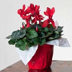 2011 Valentine Big Heart Gift Plant Cyclamen w/ Red Pot Cover   Ships 