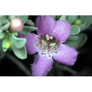  Texas Sage Live Plant Purple Flowers Patio, Lawn & Garden