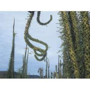 Boojum or Cirio Tree, Idria Columnaris, Baja California, Mexico Travel 