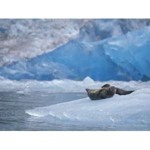  Harbor Seals on Iceberg of South Sawyer Glacier, Tracy Arm 