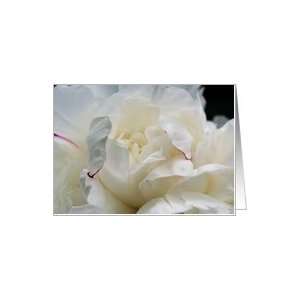  White Peony Up Close Flower Photo Blank Note Card Card 