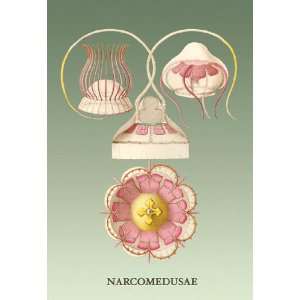  Jellyfish Narcomedusae 24x36 Giclee