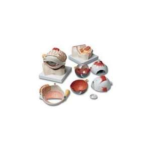 PT# LZ01175U Giant Eye with Eyelid and Lachrymal System by Nasco (sold 