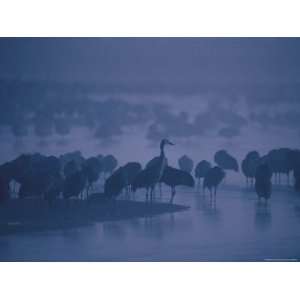 Sandhill Cranes Roost in the Platte River on a Foggy Morning Stretched 