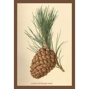  Vintage Art Cone of a Stone Pine   17600 8