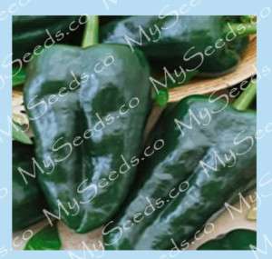 HOT Pepper seeds ~~~SHU 1   5 K~~ ANCHO POBLANO CHILE ~  