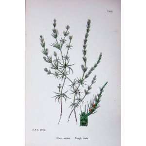    Botany Plants C1902 Rough Chara Aspera Colour Print