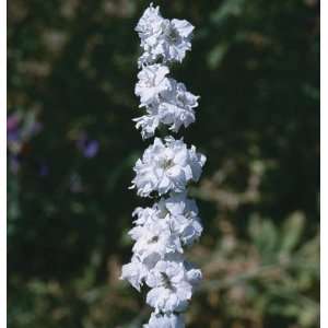  Davids Non Hybrid Flower Larkspur Sublime White 50 Seeds 