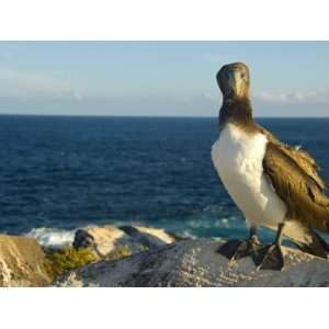 Blue Footed Booby Portrait with Pacific Ocean in Background 