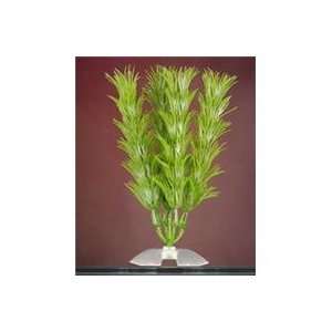  6 PACK CABOMBA AQUAR PLANT, Color GREEN; Size XSMALL (Catalog 