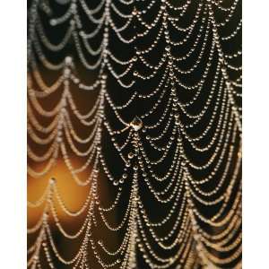  National Geographic, Orb Weaver Spider Web, 16 x 20 Poster 