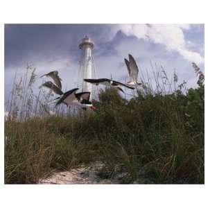   Terns I Giclee Poster Print by Steve Hunziker, 50x40