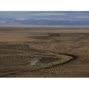 Tundra Attracts Caribou That Feed on Grasses, Moss, and Lichens 