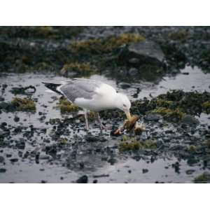  A Seagull Kills a Lobster That the Bird Had Just Caught 