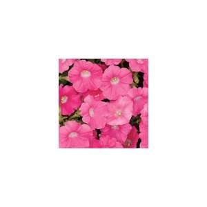  Petunia Shock Wave® Rose Patio, Lawn & Garden