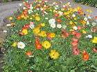 2500 iceland poppy mixed colors papaver nudicaule flower seeds gift