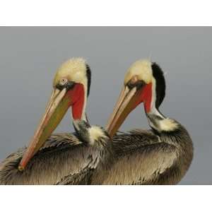 Two Brown Pelicans Preening in Rhythm, La Jolla, California, USA 