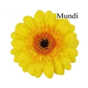  Mundi Mini Gerbera Daisies   140 Stems Arts, Crafts 