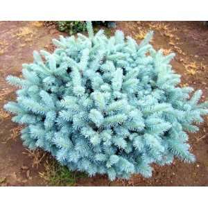  Globosa Colorado Blue Spruce 3   Year Graft Patio, Lawn 