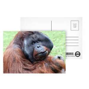 An orangutan with fruit at Twycross Zoo,   Postcard (Pack of 8)   6x4 