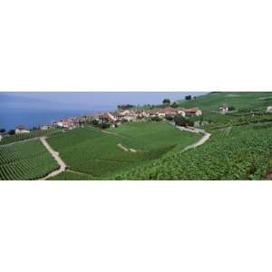  Lake of Geneva, Vineyards, Rivaz, Switzerland Photographic 