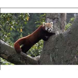 Red / Lesser PANDA / Red cat bear   standing in tree fork Photographic 