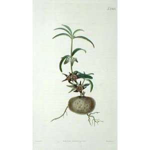   1822 Antique Print of the Tuberous Rooted Brachystelma