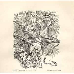  Golden Tree Snake, Langaha 1862 WoodS Natural History 