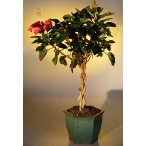   Boys Flowering Tropical Red Hibiscus   Braided Trunk rosa sinensis