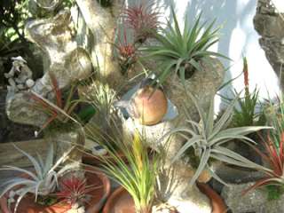 Here is what you can do with your air plants. Photos below will have 