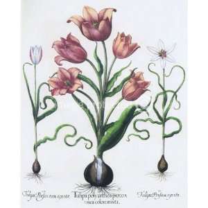  Tulips Basilius Besler Vintage Botanical Poster   11 x 17 