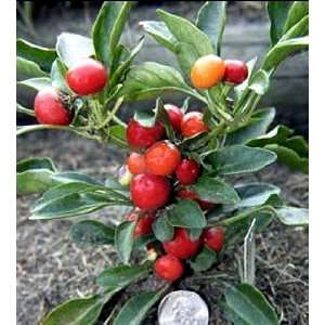 Bay Leaf Mini Pepper 4 Plants   Mildly Hot   Indoors/Out 