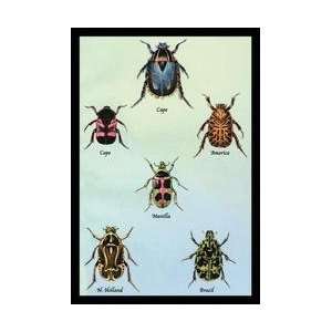  Beetles of Cape America Manilla N Holland and Brazil #1 