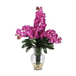   Vanda Orchid Liquid Illusion Perfect Brilliant Beauty/White/Purple