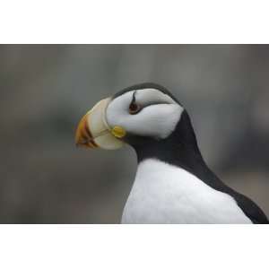  Horned Puffin Taxidermy Photo Reference CD Sports 