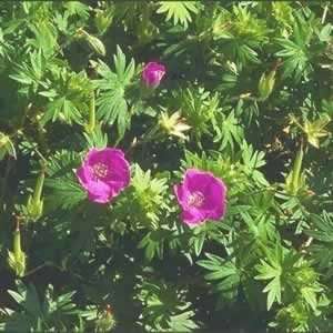  Geranium   Cranes Bill   #1 Container Patio, Lawn 