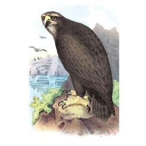 Exclusive By Buyenlarge Gray or Sea Eagle 12x18 Giclee on canvas 